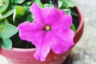 Close-up of pink flowers