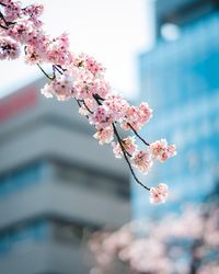 Close-up of cherry blossom