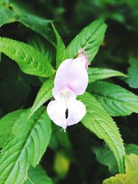 Close-up of white flower blooming outdoors