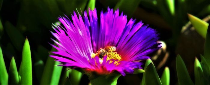 Close-up of bee on purple flower blooming outdoors