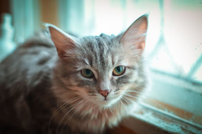 Close-up portrait of a cat