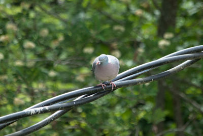 Close-up of bird perching on tree