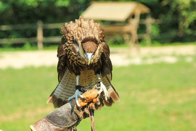 Close-up of a hand holding a bird