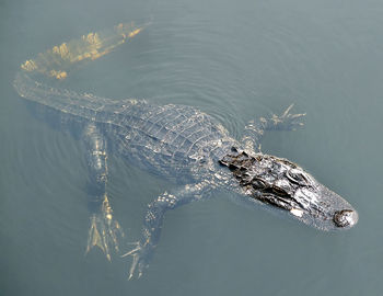 An alligator swimming in a lake