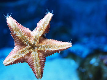 Close-up of fish underwater