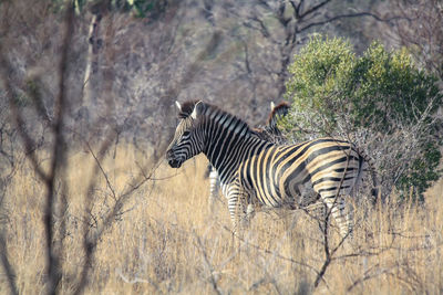 A zebra in the african bush