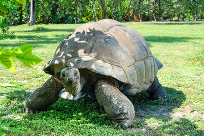 View of turtle on ground