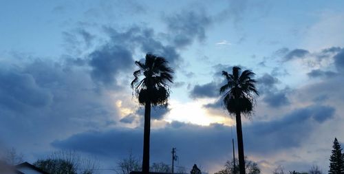 Low angle view of palm trees against cloudy sky