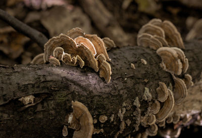 Close-up of mushrooms on tree trunk