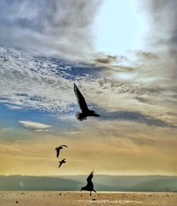 Silhouette of birds flying over sea against sky