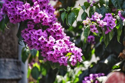 Close-up of purple flowering plants