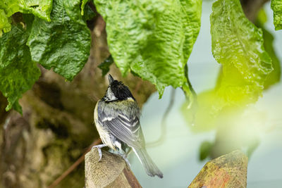 Close-up of bird perching on branch