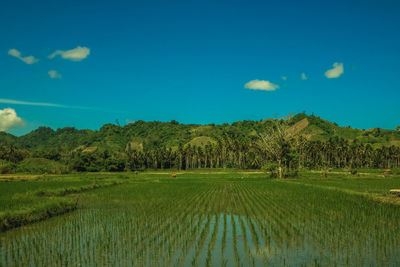 Scenic view of agricultural field against sky