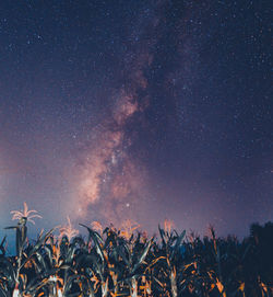 Low angle view of plants against sky at night