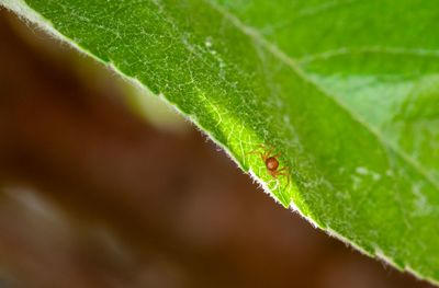 Macro shot of insect on leaf