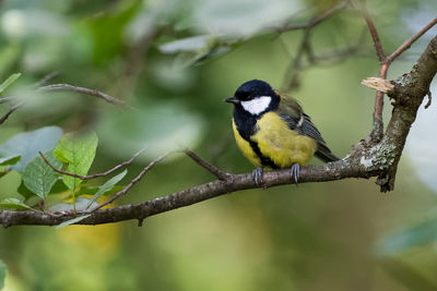 Close-up of bird perching on tree