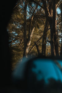 View of trees in forest