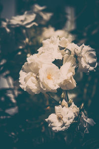 Close-up of white roses