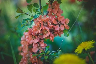 Close-up of pink flowering plant