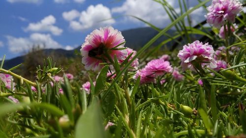 Close-up of pink flowering plants on field