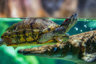 Close-up of turtle in sea