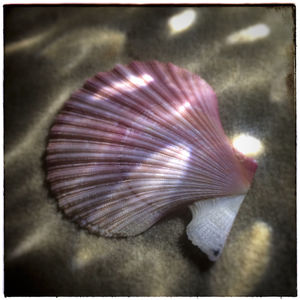 Close-up of starfish on sand at beach