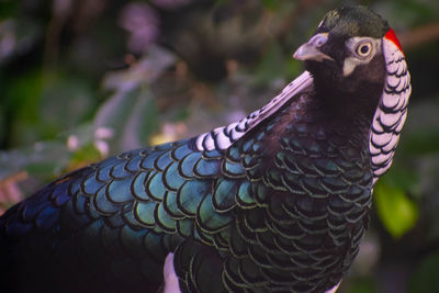 Close-up of a bird