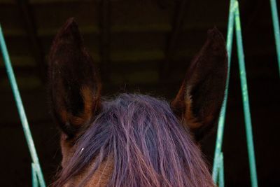 Close-up of dog