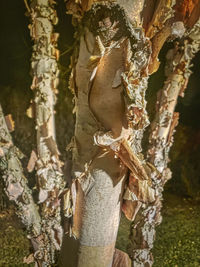 Close-up of tree trunk in forest