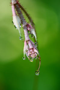 Close-up of insect on plant