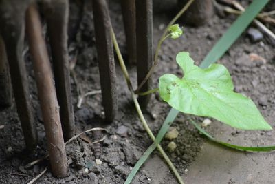 Close-up of leaves on ground