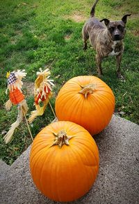 High angle view of pumpkins on field