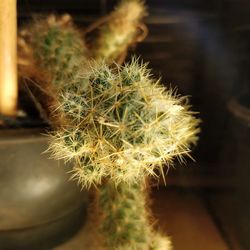 Close-up of cactus flower pot