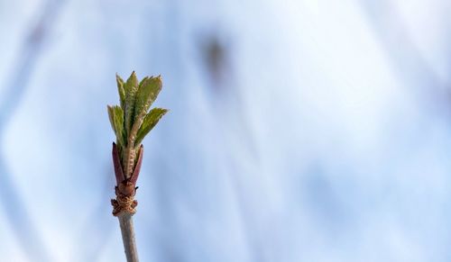 Close-up of plant against sky