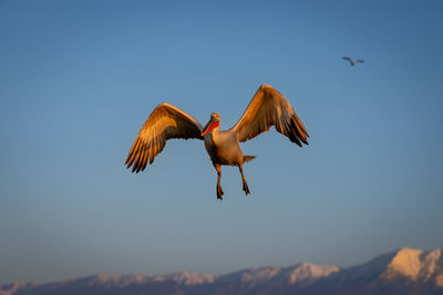 Low angle view of bird flying against sky