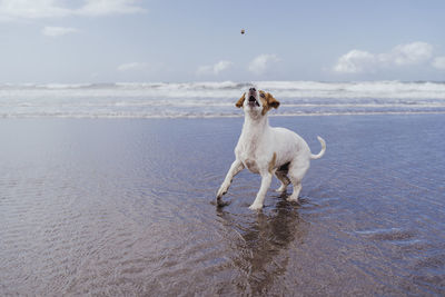 View of dog on beach