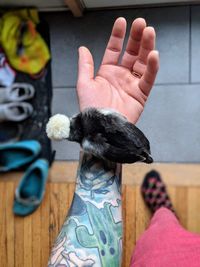 Cropped hand of woman with bird