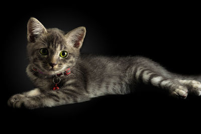 Close-up portrait of a cat against black background