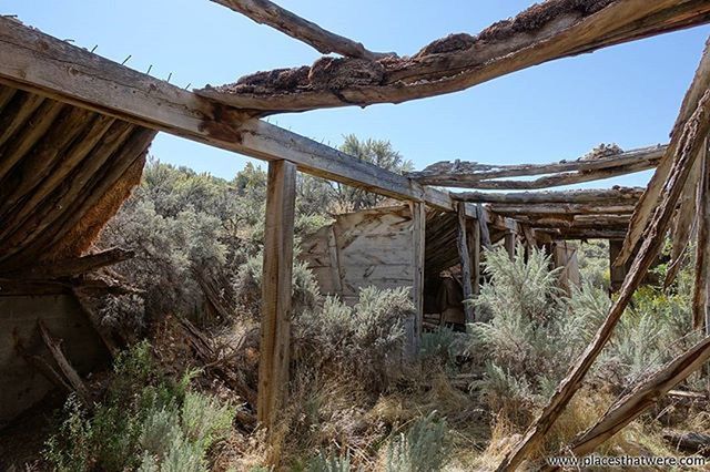 built structure, architecture, house, abandoned, clear sky, building exterior, tree, obsolete, damaged, old, run-down, sky, day, wood - material, deterioration, plant, sunlight, no people, landscape, field