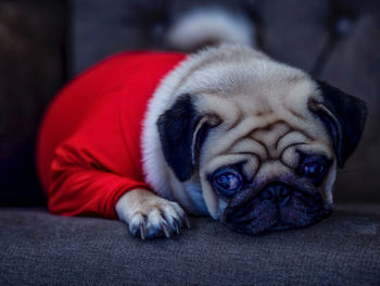 Close-up face of cute pug puppy dog sleeping rest open eye and chin lay down on floor