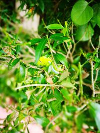 Close-up of insect on plant