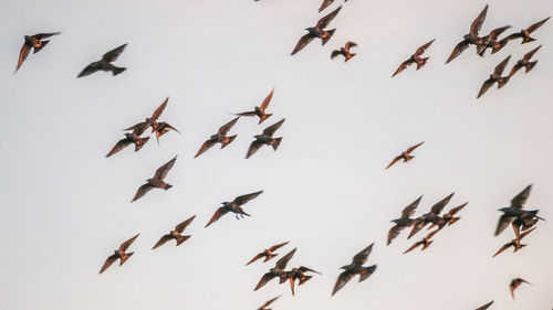 Low angle view of birds flying in the sky
