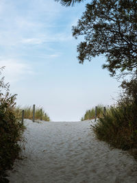 Footpath amidst trees against sky