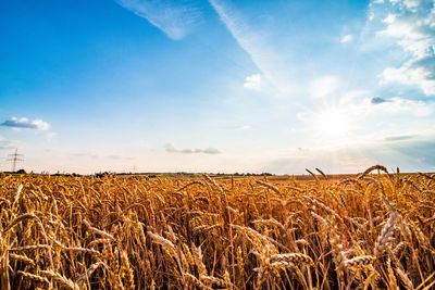 Scenic view of wheat field against sky