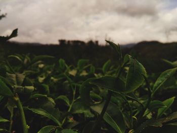 Close-up of fresh green leaves on field against sky