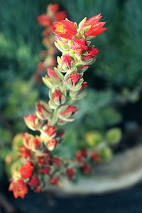 Close-up of red flowers