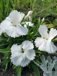 Close-up of white flowering plant