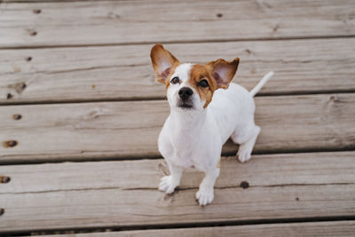 Portrait of a dog