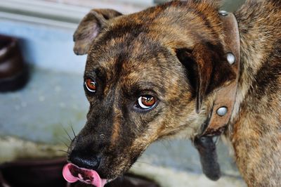 Close-up portrait of dog