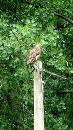 Bird perching on a tree